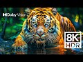 WILD WORLD DOLBY VISION™ | EXTREME COLORS [8K HDR]