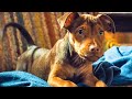 A DOG'S WAY HOME - First 10 Minutes From The Movie (2019)