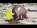 Extreme funny Try not to laugh (animals farting compilation)