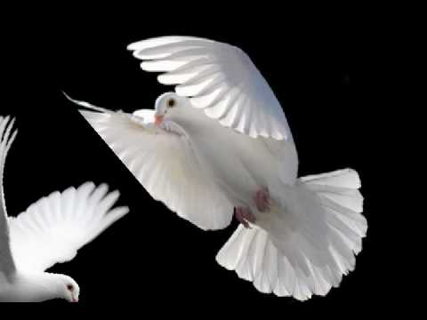 Download merpati putih - Chrisye free