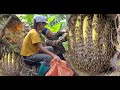 Spray video of the process of exploiting forest honey living with nature