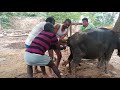Live delivery of Buffalo in India - Buffalo Live Delivery to Her Baby