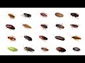 🪳 Types Of Cockroaches | 20 Cockroaches In English #cockroaches #BalyanakTV