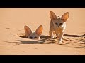World's Smallest Wild Dog | Dogs in the Wild: Meet The Family | BBC Earth
