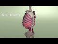 Rib Animation During Breathing