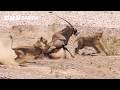Greatest Fights In The Animal Kingdom Part 4 | BBC Earth