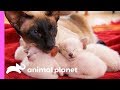 Download Protective First-Time Mom Looks After Her Curious Siamese Kittens | Too Cute! mp4 3gp mp3 videos - waplic