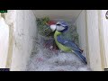Blaumeise, das vierte Küken schlüpft, live - Blue Tit, the fourth chick hatching, live - 2024 04 24
