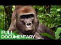 Wild Congo | Part 2: King Kong's Lair | Free Documentary Nature