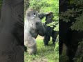 Sibling rivalry by Silverback  Gorillas at the Bronx Zoo!