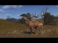 Way Of The Hunter-NiceTrophy-Red Deer