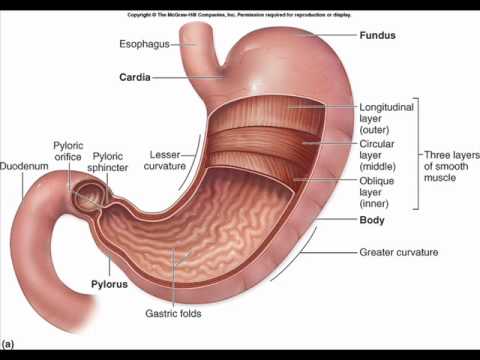 infectie maag symptomen