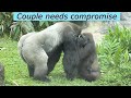 Between gorilla couple: another unpeaceful afternoon / D'jeeco & Tayari / 金剛猩猩夫婦不寧靜的下午