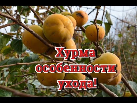 Хурма особенности выращивания 70