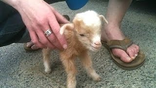 Modern Farming USA Amazing Techniques Lamb, Calf, Goat, Sheep, Cow, Pig Breeding and Feeding