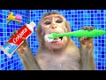 KiKi Monkey brush teeth and bathing in the toilet and play with ducklings | KUDO ANIMAL KIKI