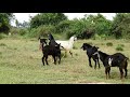 WOW!! Amazing Breeding goat group