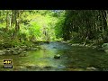 4K Natural environmental sounds ASMR / Sounds of rivers with spring water / Chirping birds