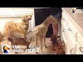 Tiniest Mini Horse Grows Up In A House Full Of Dogs | The Dodo Little But Fierce
