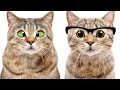 Funny ANIMALS videos 🙀 Try not to lough|Funniest CATS and DOGS🐶 😼2024 |@CrazyPets007