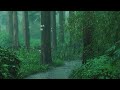 Listen to the rain on the forest path, relax, reduce anxiety, and sleep deeply