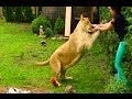 Download Lion attacks man at home-NEW-extended version mp4 3gp mp3 videos - waplic
