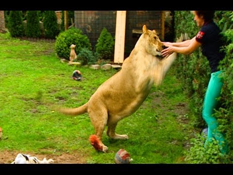 Lion attacks man at home-NEW-extended version