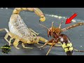 AWESOME! What would HAPPEN if a YELLOW SCORPION meets an ASIAN WASP?