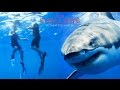 Download The Try Guys Swim With Sharks // Sponsored by The Shallows mp4 3gp mp3 videos - waplic