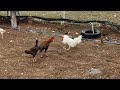 Kümeste son durum (Ligorin horozu ve Hint horozlarımız ) ( Leghorn rooster )