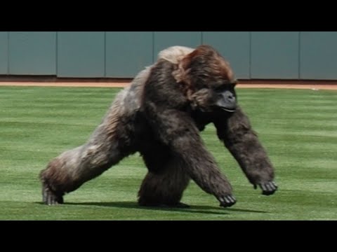 Craziest Animal Interference Moments in Sports History