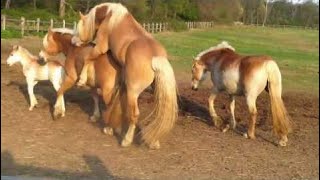 Smart Technology Modern Farming Amazing Techniques Arab White Stallions Horses Breeding Cow an #ALN