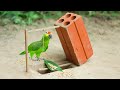 Easy Parrot Trap Using Old Brick | Drop Down Parrot Trap in Hole