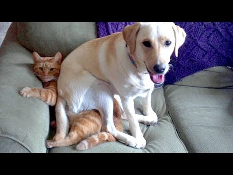 TRY NOT TO ROLL ON THE FLOOR LAUGHING Funny ANIMAL compilation