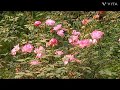 Roses #flowers #flower #flowergarden #rose #roses #pinkrose #trending #silsila  #花 #バラ #薔薇園 #nature