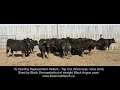Yearling Replacement Heifers 2023 born Crossbreds (picture gallery)