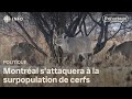 Montréal fera abattre 140 cerfs
