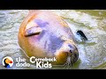 Tiny Lost Seal Grows Up To Be Blubbery And Hilarious | The Dodo Comeback Kids