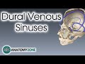 Dural Venous Sinuses | 3D Anatomy Tutorial