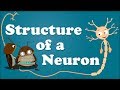 Structure of a Neuron | #aumsum #kids #science #education #children
