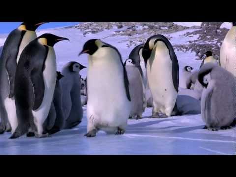 Penguins Waddle All The Way Watch Online