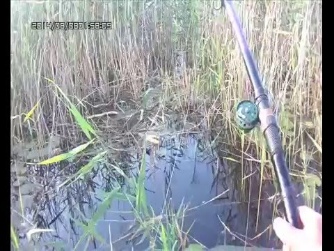 ловим карася в камышах ловим карася в камышах