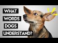 What Do Human Voices Sound Like To Dogs?