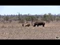 Rhino vs Lion - Who Is The Boss?