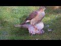 Sparrowhawk and Collared Dove (please read description before commenting)
