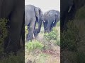Elephant Tender, Loving Care