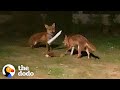 Foxes Sneak Into Backyard And The Cutest Thing Happens | The Dodo Wild Hearts