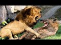 Download Lion real fight Hyena,Lion want destroy Hyena to win prey - The short life of Hyena mp4 3gp mp3 videos - waplic