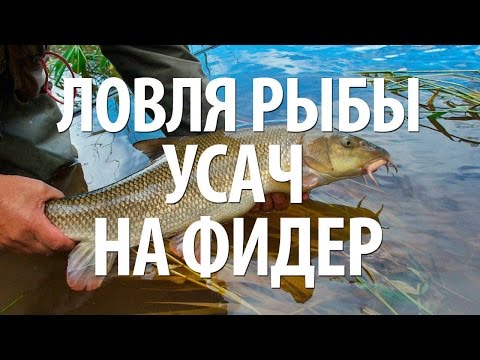 где как и на что ловить усача где как и на что ловить усача