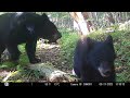 Bears and 3 cubs at Quonquont Farm